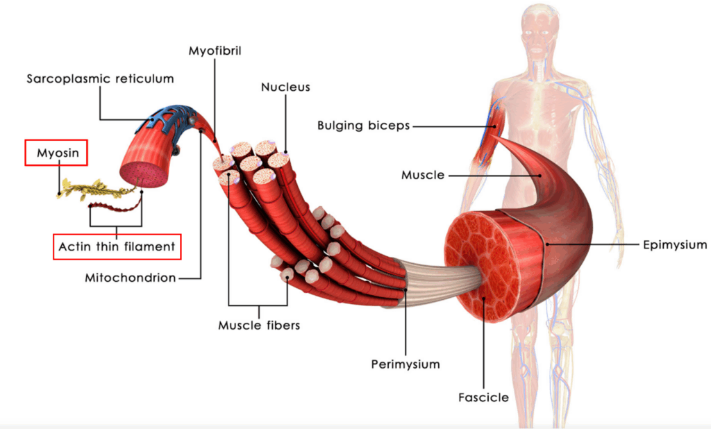 사람의 근육 섬유의 구조와 근 섬유 안에 있는 핵(nuclei)의 기본 형질은 3개월 동안 꾸준한 운동을 통해 변할 수 있다.
